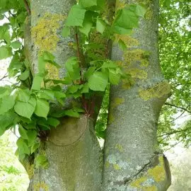 lipa szerokolistna