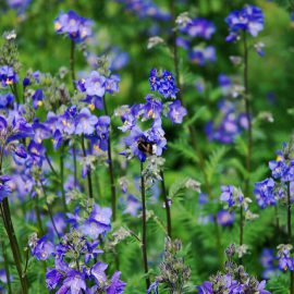 wielosił błękitny