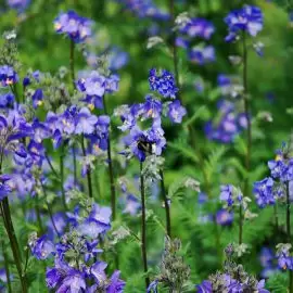 wielosił błękitny