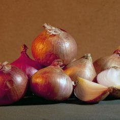 cebula