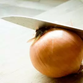 cebula zwyczajna
