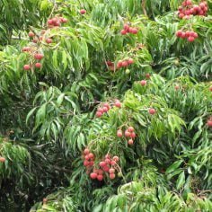 Paulinia guarana