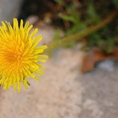 syrop z mniszka
