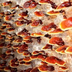 Grzyby Reishi