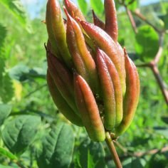 traganek szerokolistny