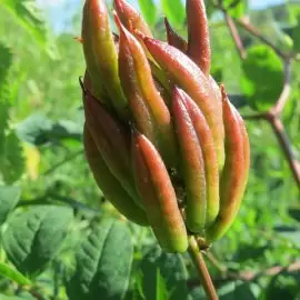 traganek szerokolistny