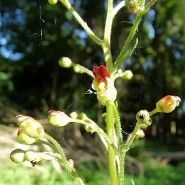 trędownik bulwiasty