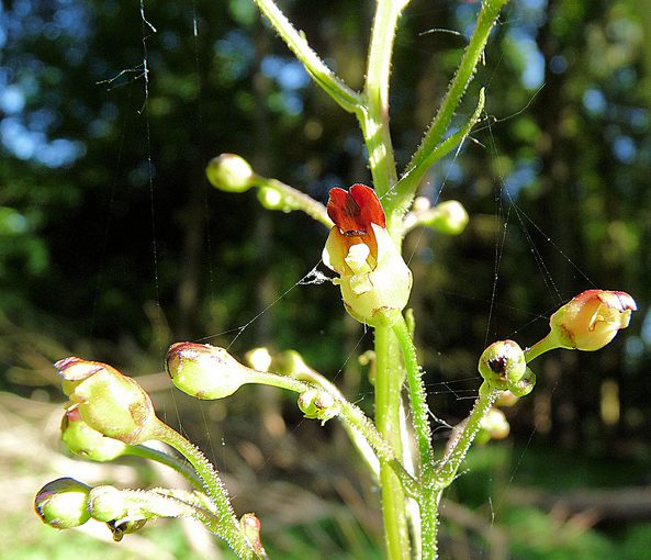 trędownik bulwiasty