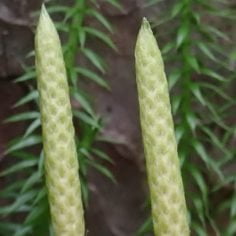 widłak jałowcowaty