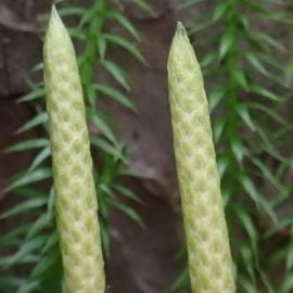 widłak jałowcowaty