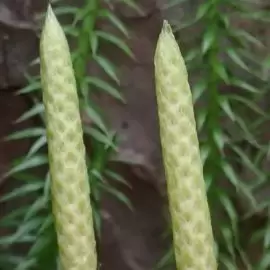 widłak jałowcowaty