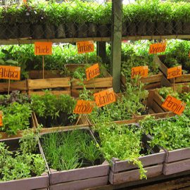 zioła fotouczulające