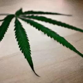 marihuana