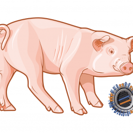 szczepionka na świńską grypę