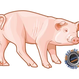 szczepionka na świńską grypę