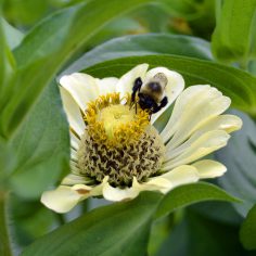 Alergia wziewna u niemowląt