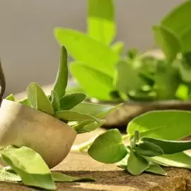 świeże zioła