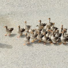 Zapalenie gęsiej stopki