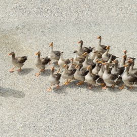 Zapalenie gęsiej stopki