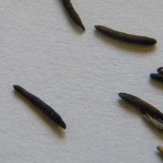 Buławinka purpurowa