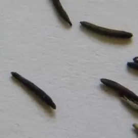 Buławinka purpurowa