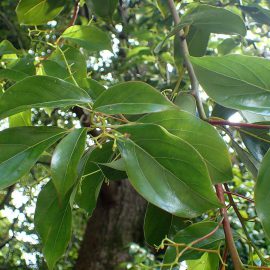 Cynamonowiec cejloński