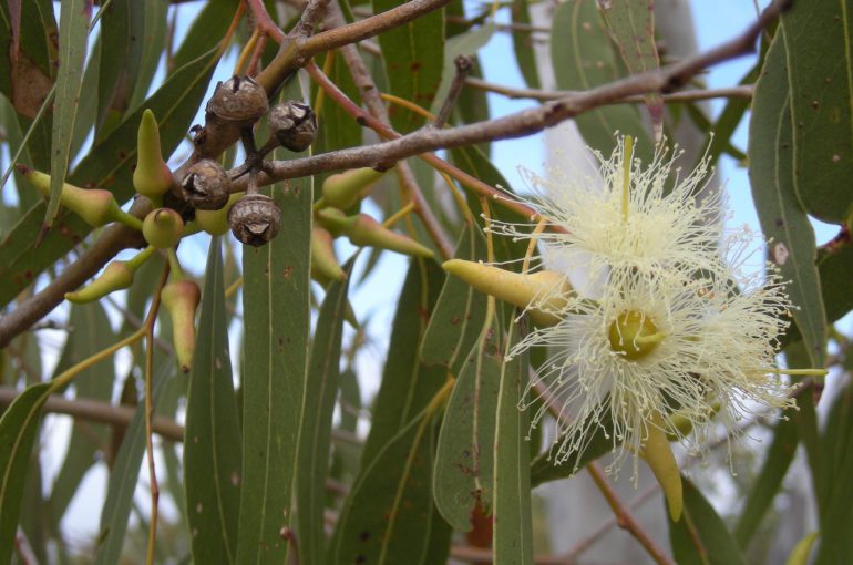 Eukaliptus gałkowy
