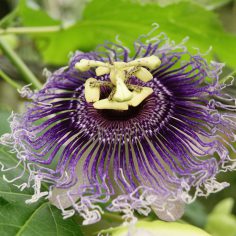 Męczennica cielista