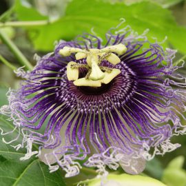 Męczennica cielista