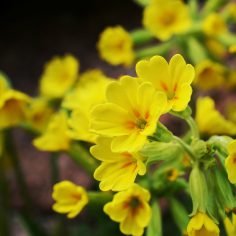 Pierwiosnek lekarski