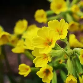 Pierwiosnek lekarski