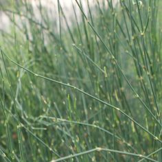 Przęśl dwukłosowa