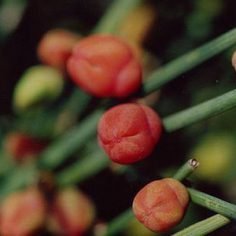 Przęśl skrzypowata