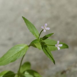 Wierzbownica drobnokwiatowa