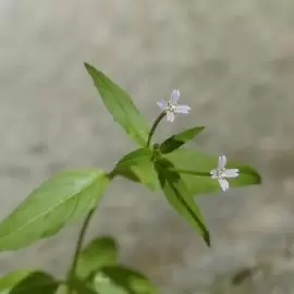 Wierzbownica drobnokwiatowa
