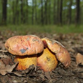Zatrucie borowikiem szatańskim