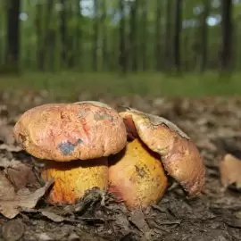 Zatrucie borowikiem szatańskim