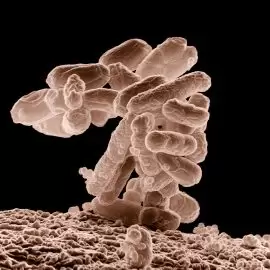 zarażenia wirusem A/H1N1