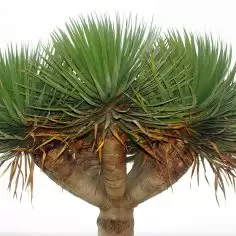 Dracena