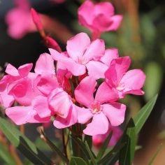 Oleander pospolity