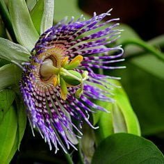 Passiflora