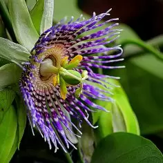 Passiflora