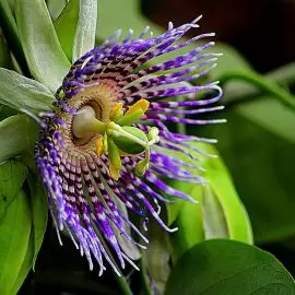 Passiflora