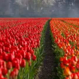 tulipan