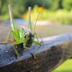 mąka ze świerszczy